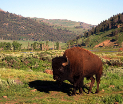 bison bull_Yellowstone