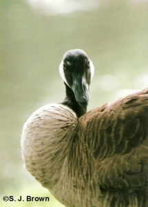 7canada goose