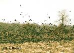 1-starlings